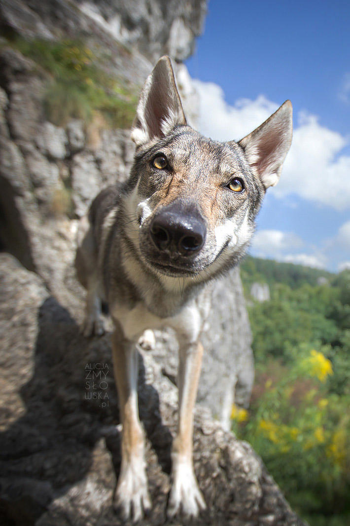 韩国爱豆多次在公开场合求救