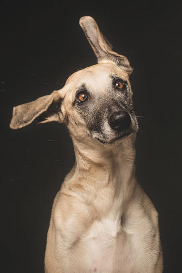 西藏人年均吃糖7斤成全国第一