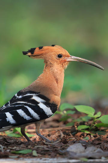 郑钦文意大利赛事胜场女网第二