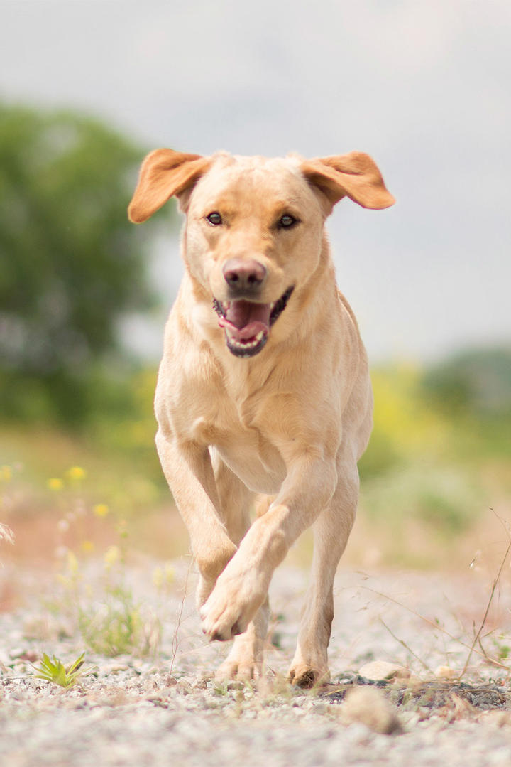 欧冠四强谁能闯入决赛