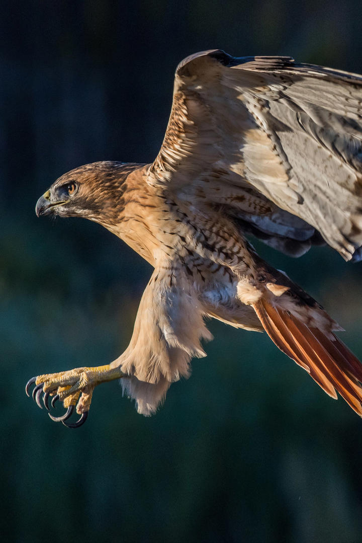 美国会不会以危害国家安全全面制裁封杀deepseek?